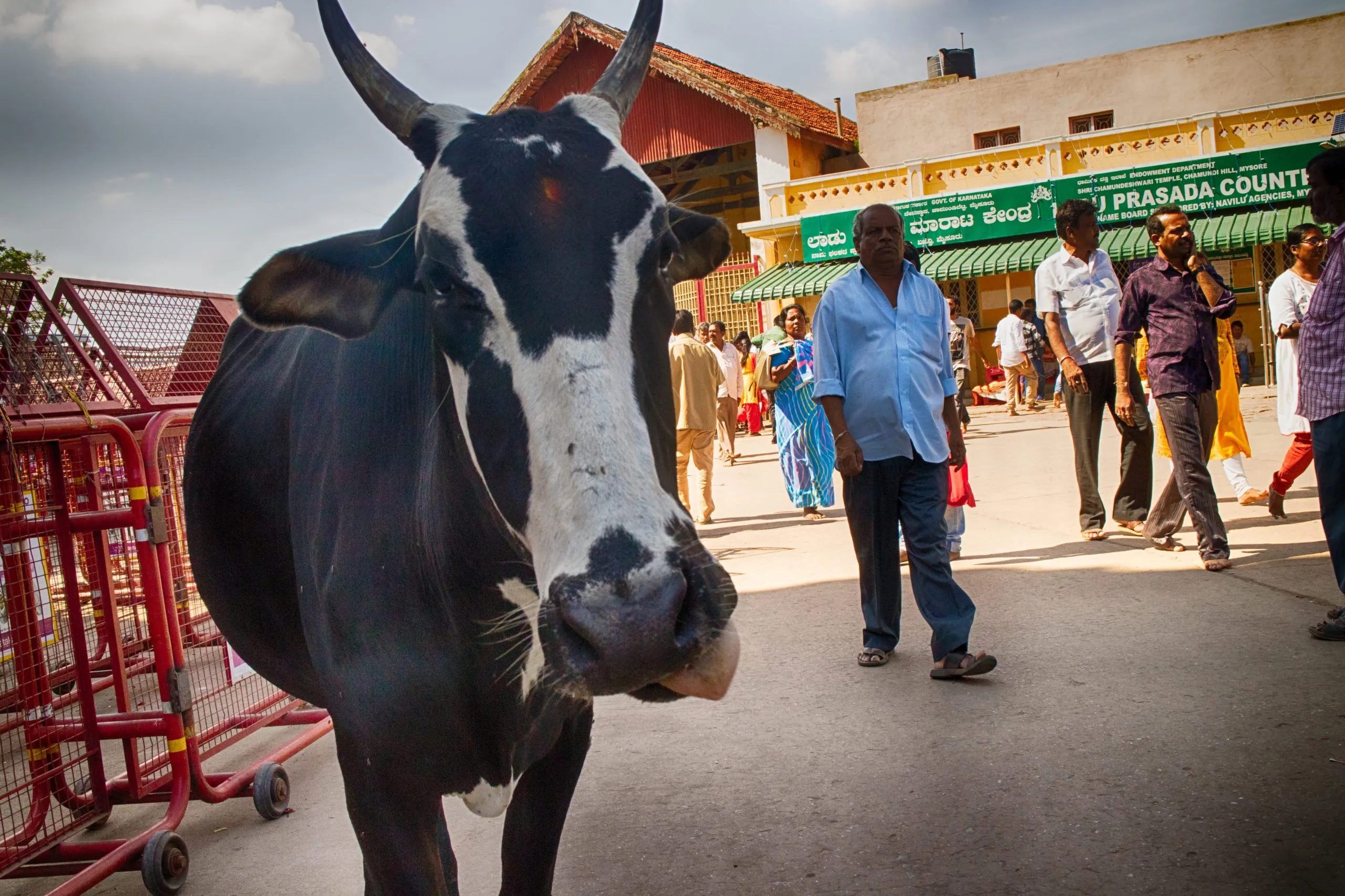 The large, horned head of a black and white cow dominates the foreground of a busy public square, with a man in a light blue shirt walking behind it and other people in the distance