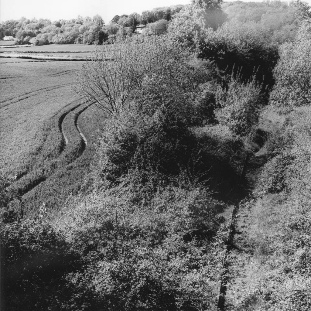 A black and white photo of a field of tall, grassy crops with curved tractor tracks, viewed from a slightly elevated position looking over a dense, overgrown forest embankment